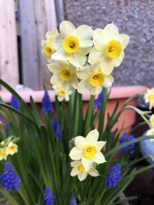 Daffodil 'Minnow' with Muscari close up