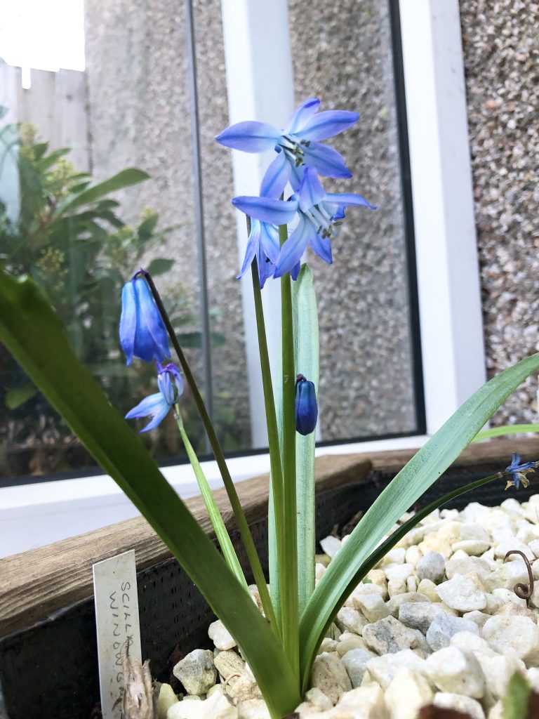 Scilla winogradowii