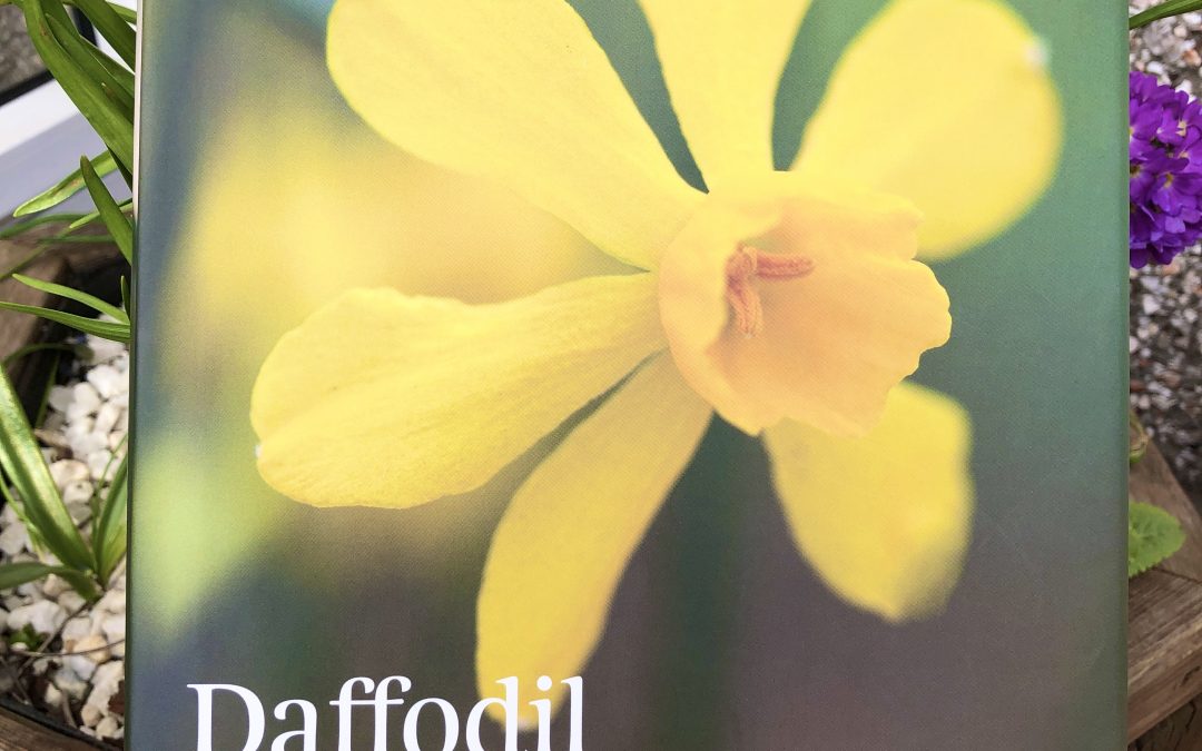 Daffodil book review - front cover