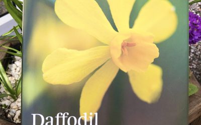 Daffodil – book review