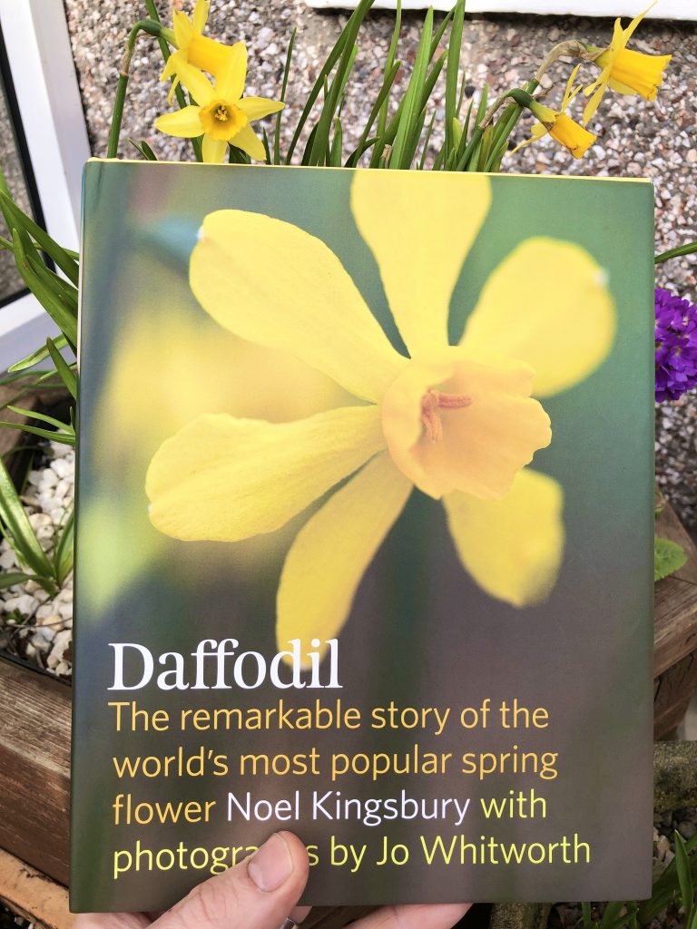 Daffodil book review - front cover