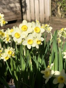 Daffodil 'Minnow' in pots close up