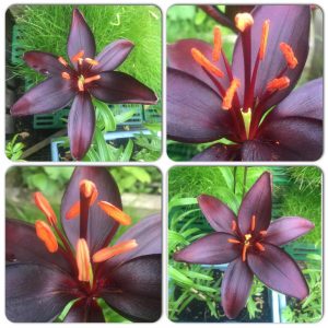 Lily - Queen of the Night (2)