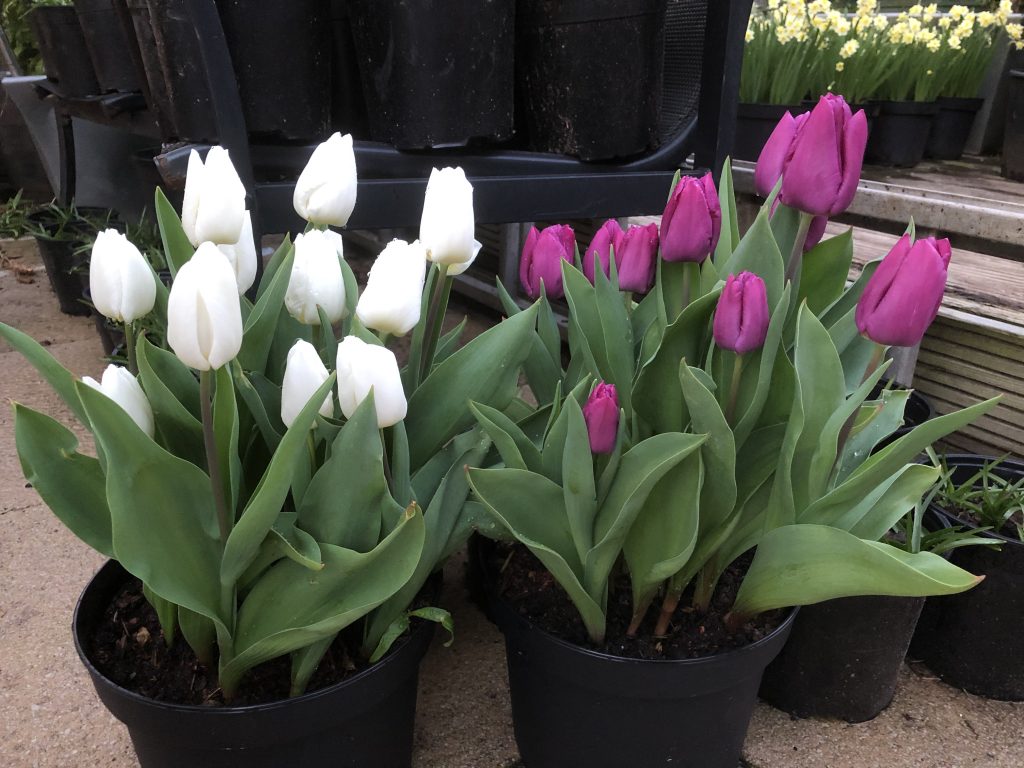 Tulip White Inzell & Purple Prince in pots Tulip White Inzell & Purple Prince in pots