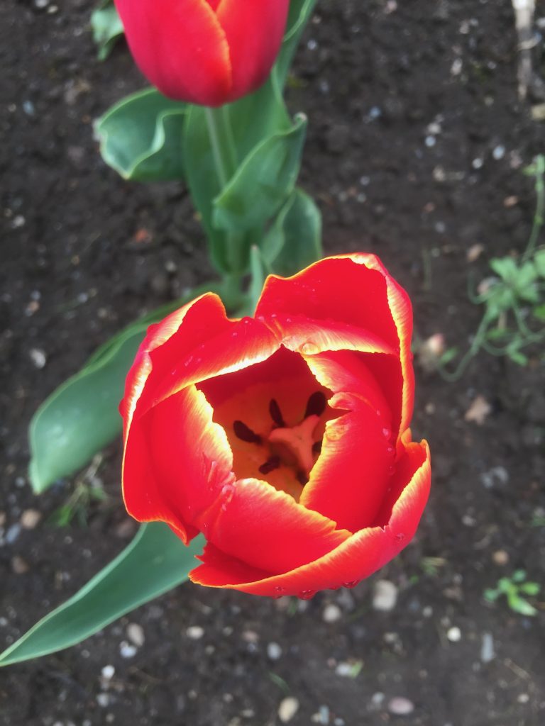 Red Tulip opening centre