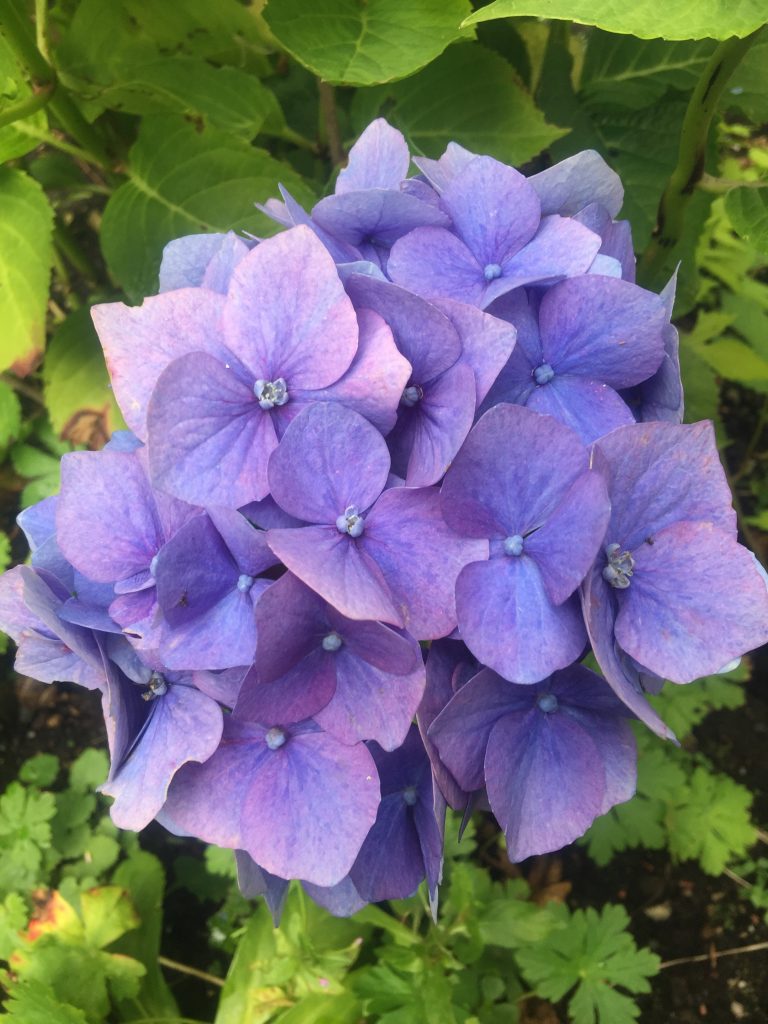 Hydrangea - blue