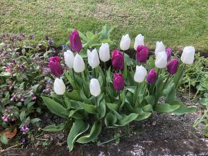 Tulip White Inzell & Purple Prince in a border