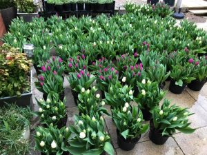 Tulips in pots Crohn's & Colitis UK