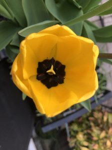 Tulip 'Golden Apeldoorn' centre