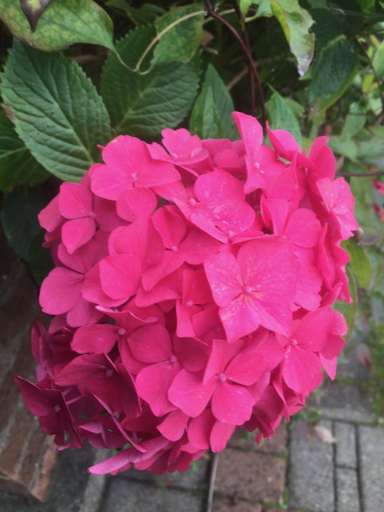 Hydrangea - pink