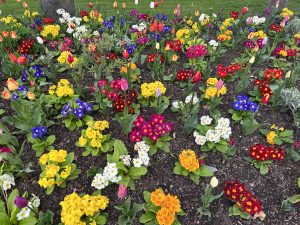 Spring Bedding Plants